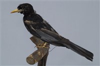 藏品(紅嘴黑鵯)的圖片